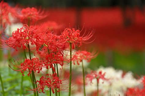 彼岸花|「彼岸花・曼珠沙華」の意味や読み方・別名、花言葉や不思議な。